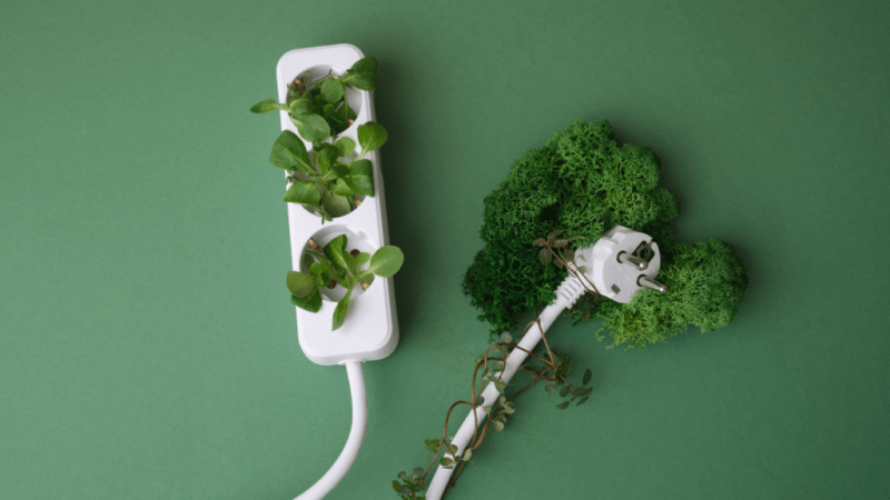 plants growing out of a cord