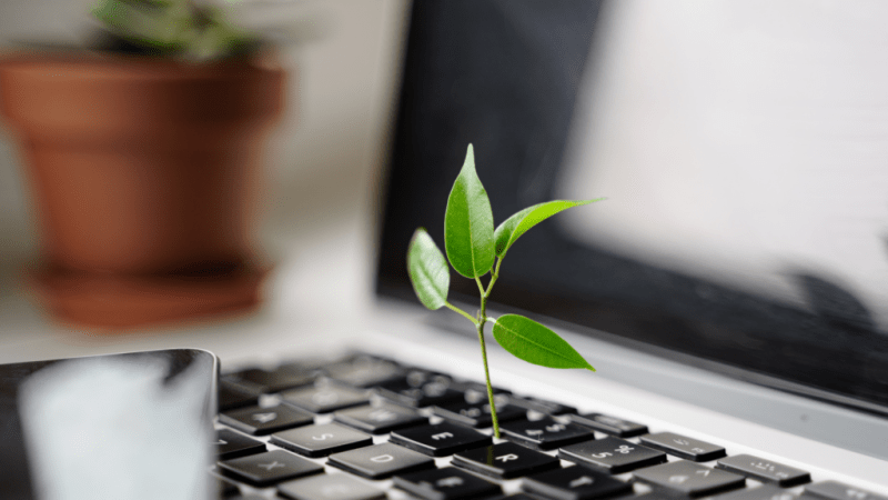 laptop with leaf